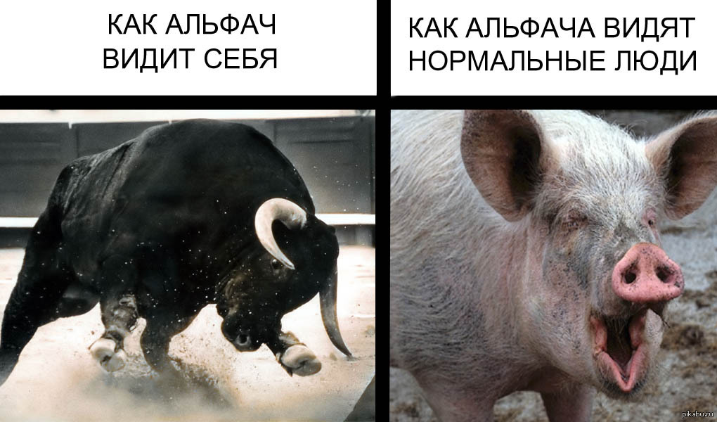 Альфач это