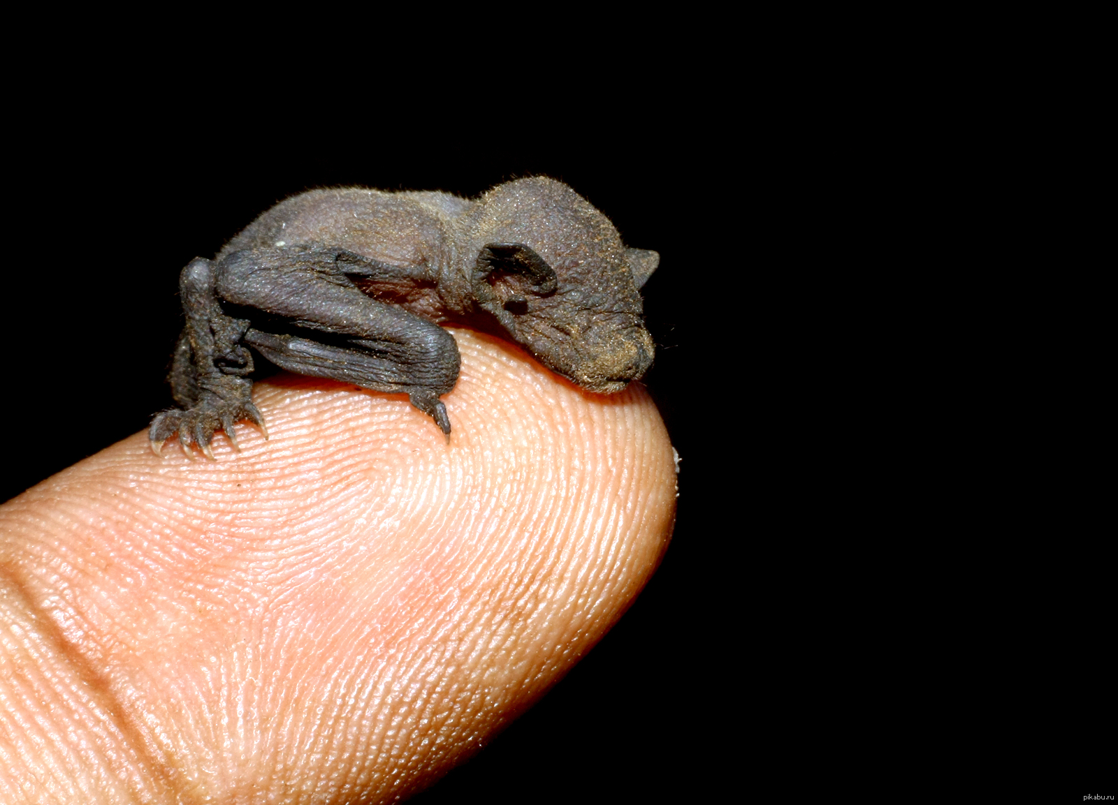 Новорожденные детеныши мыши. Cynopterus brachyotis. Землеройкообразный длинноязыкий вампир. Малайский коротконосый крылан. Рукокрылые млекопитающие размножение.
