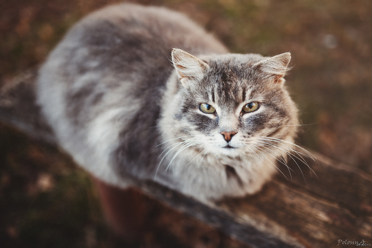 Выкладываю нового кота | Пикабу