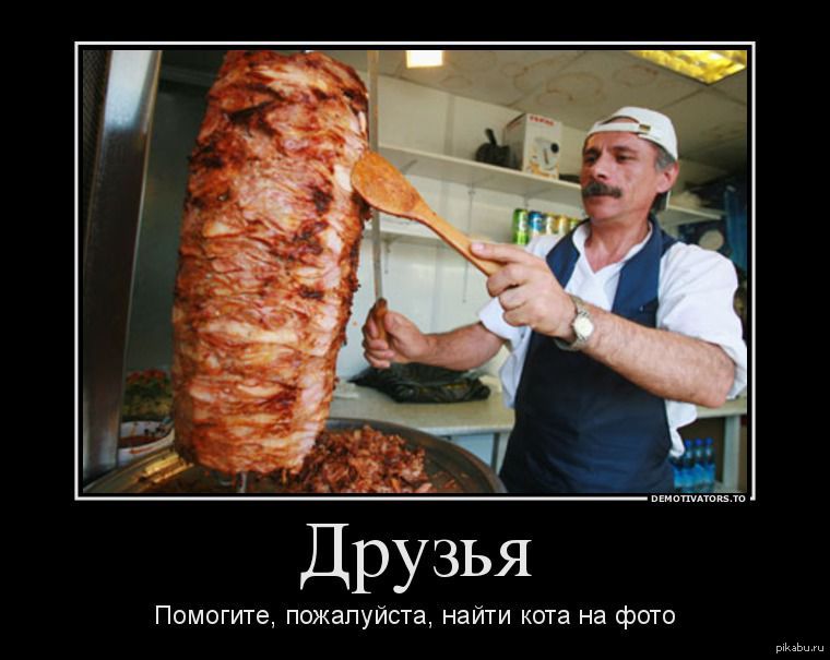 Кот с чебуреком. Шаурма из кота. Шаурма демотиватор. Готовка шаурмы. Сочная шаурма.