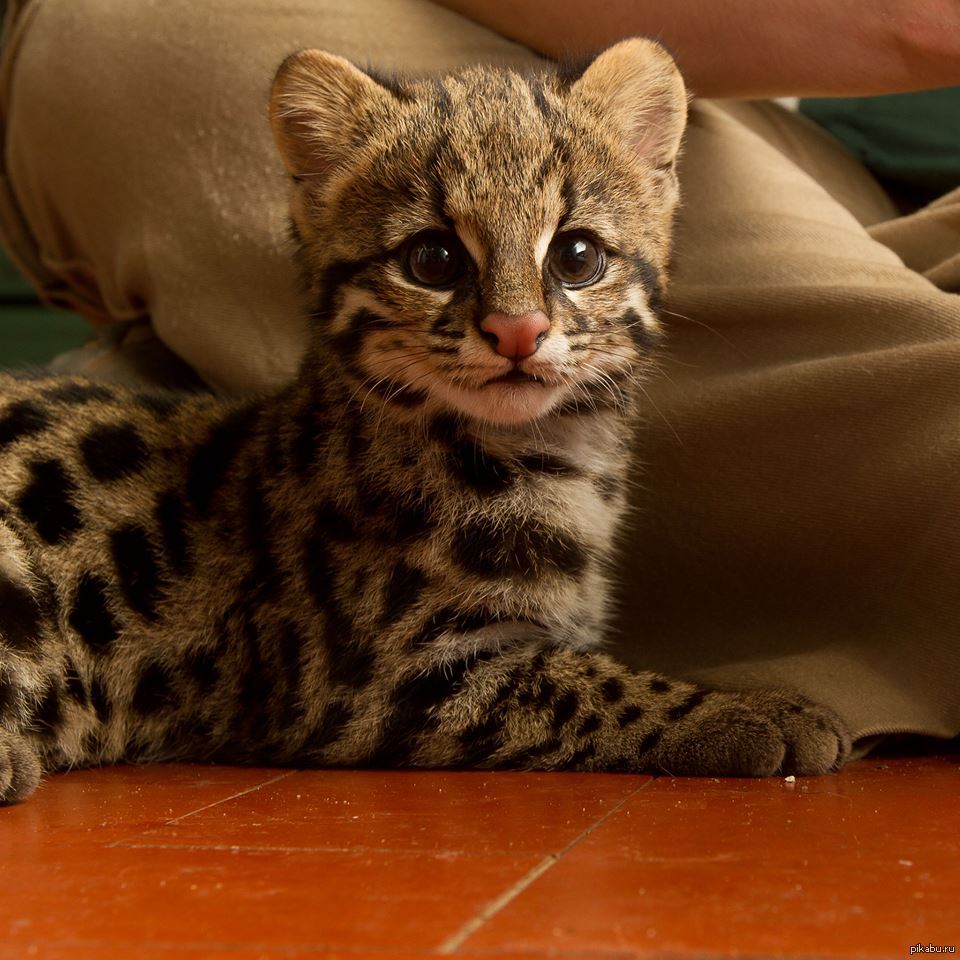 Котята похожи на кошку. Онцилла тигровая кошка. Леопард онцилла. Бенгальская кошка тойгер. Онцилла (leopardus tigrinus).