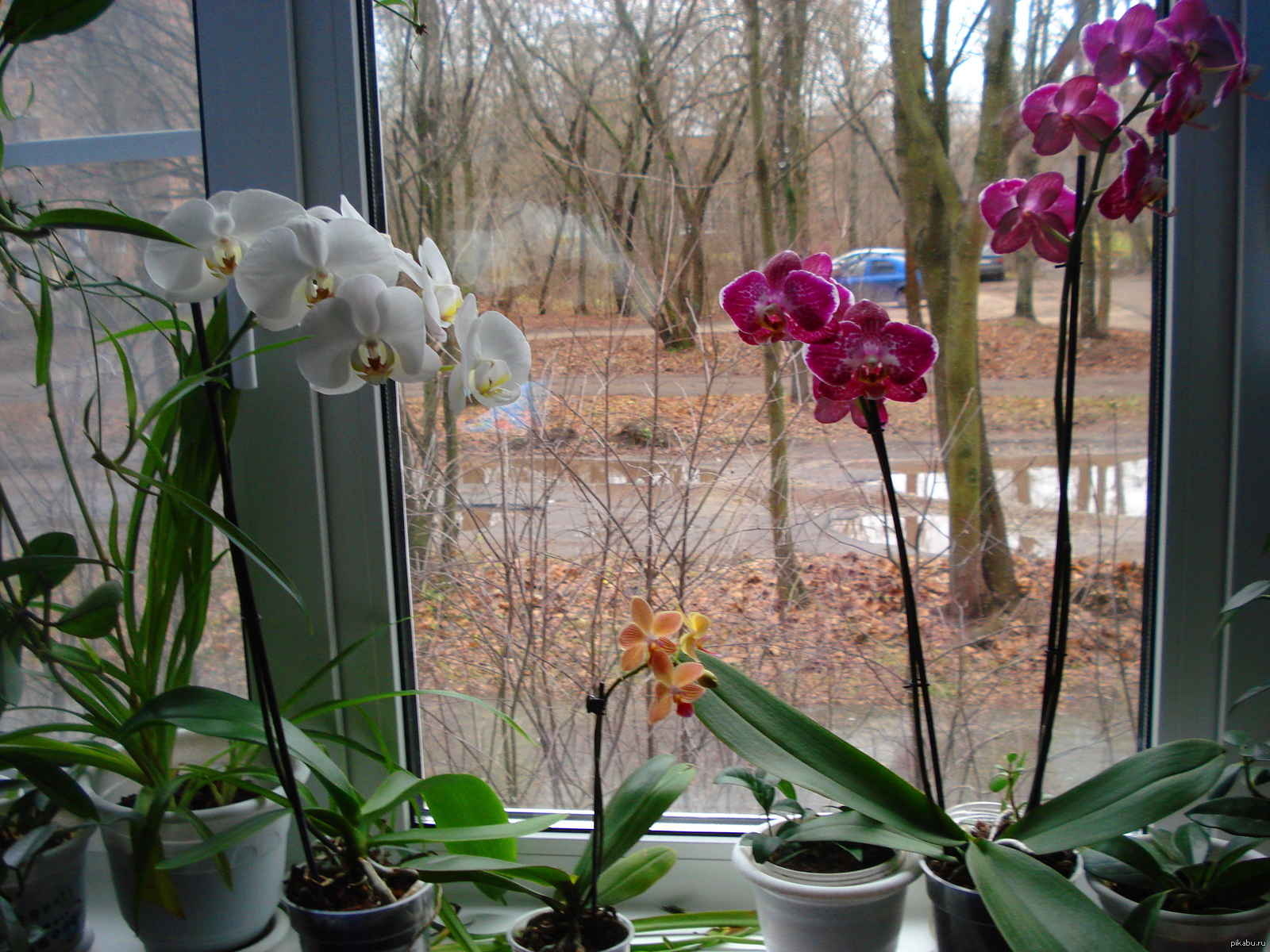 I decided to share my joy, so they gave me 3 orchids at once))) - My, Flowers, Orchids, Joy