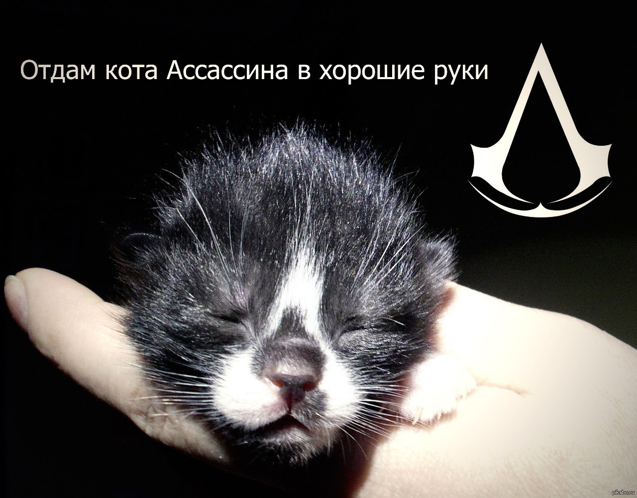 отдай кота 2