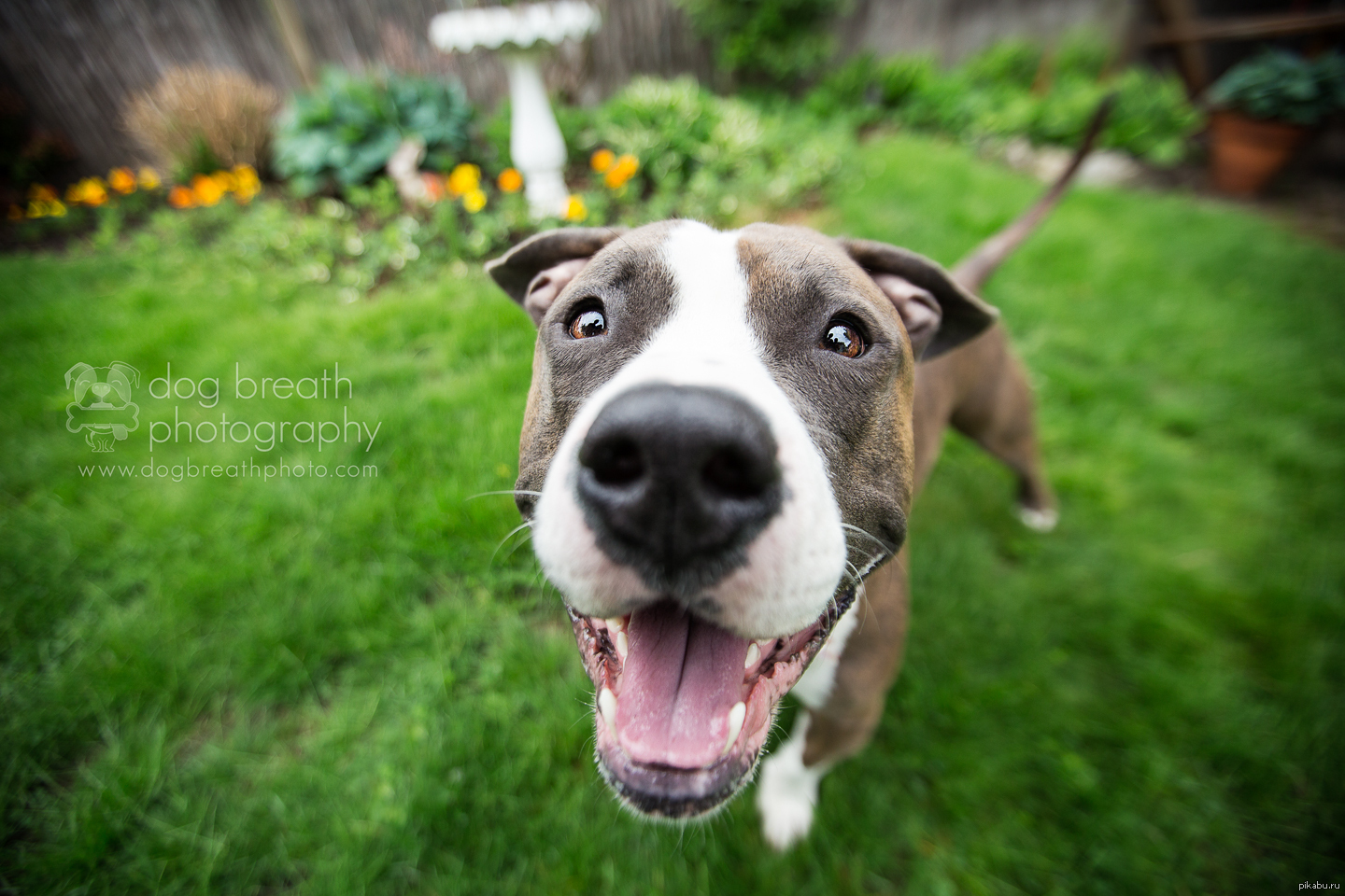 Happy dog. Pitbull Happy. Собака улыбака на рабочий стол. Optimistic Happy Dog.