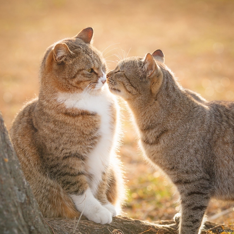 Обожаю кошек. Кошки любовь. Нежная кошка. Котики милуются. Ласковая кошка.