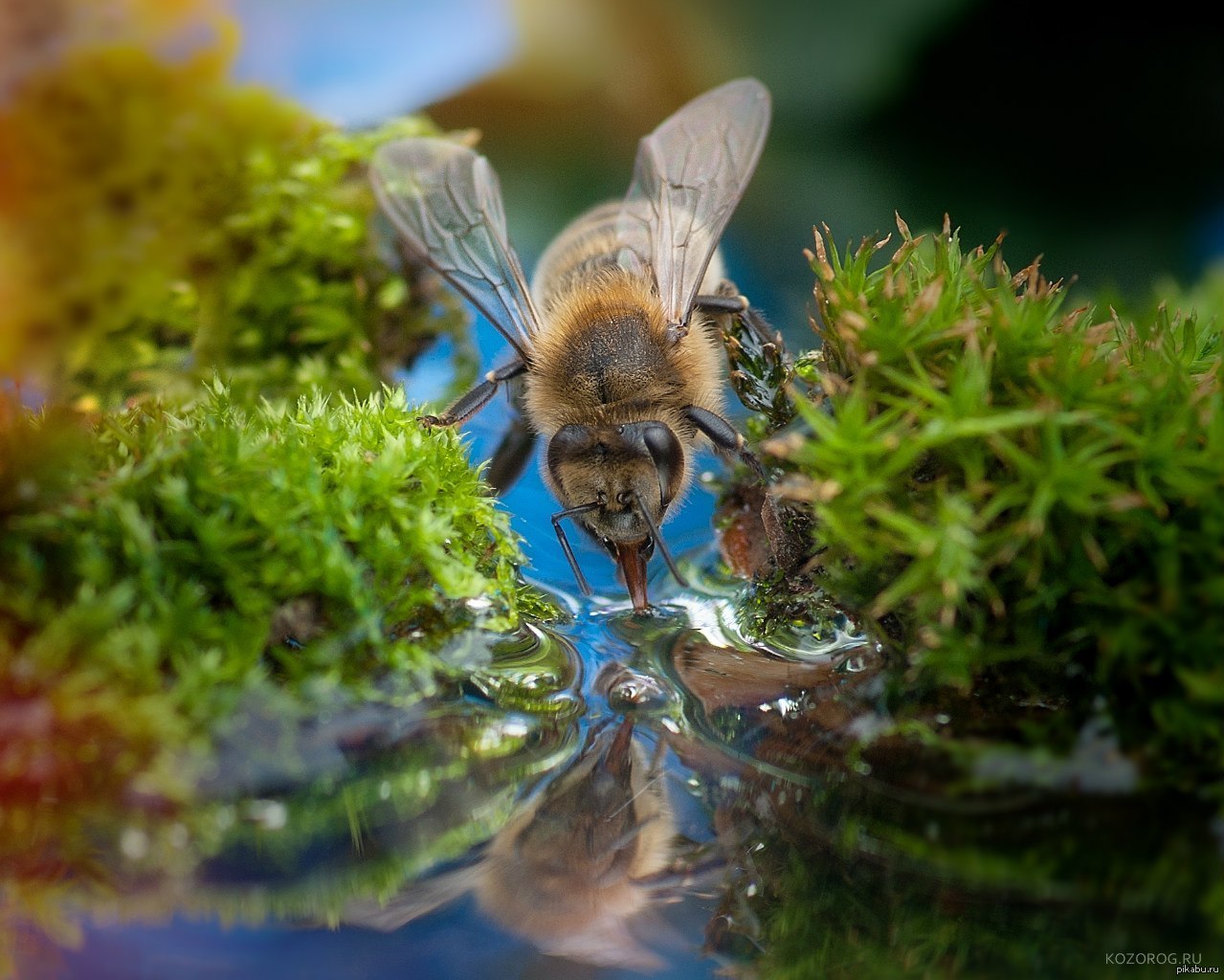 Пчелы пьют весенний. Пчела водонос. Среднерусская пчела. Пчелы пьют воду. Пчела фото.