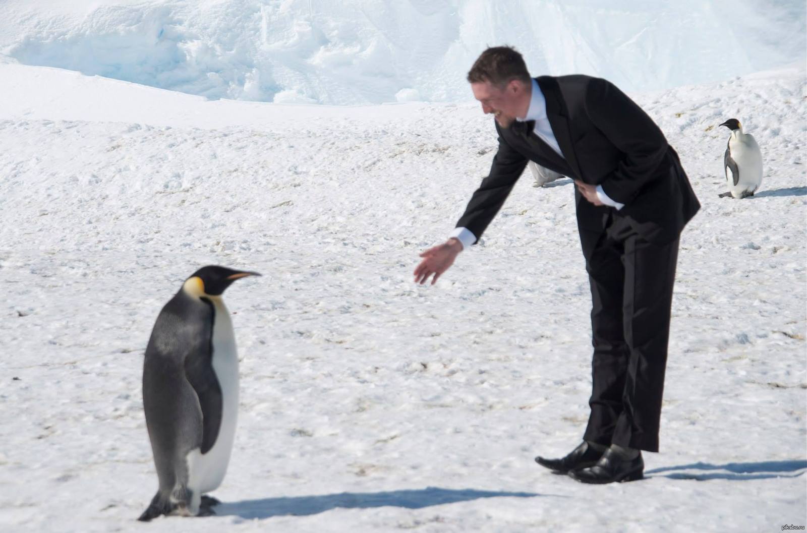 Пингвины кидать. Переворачиватель пингвинов профессия. Императорский Пингвин в Антарктиде. Антарктида переворачиватель пингвинов. Императорский Пингвин высиживает яйцо.