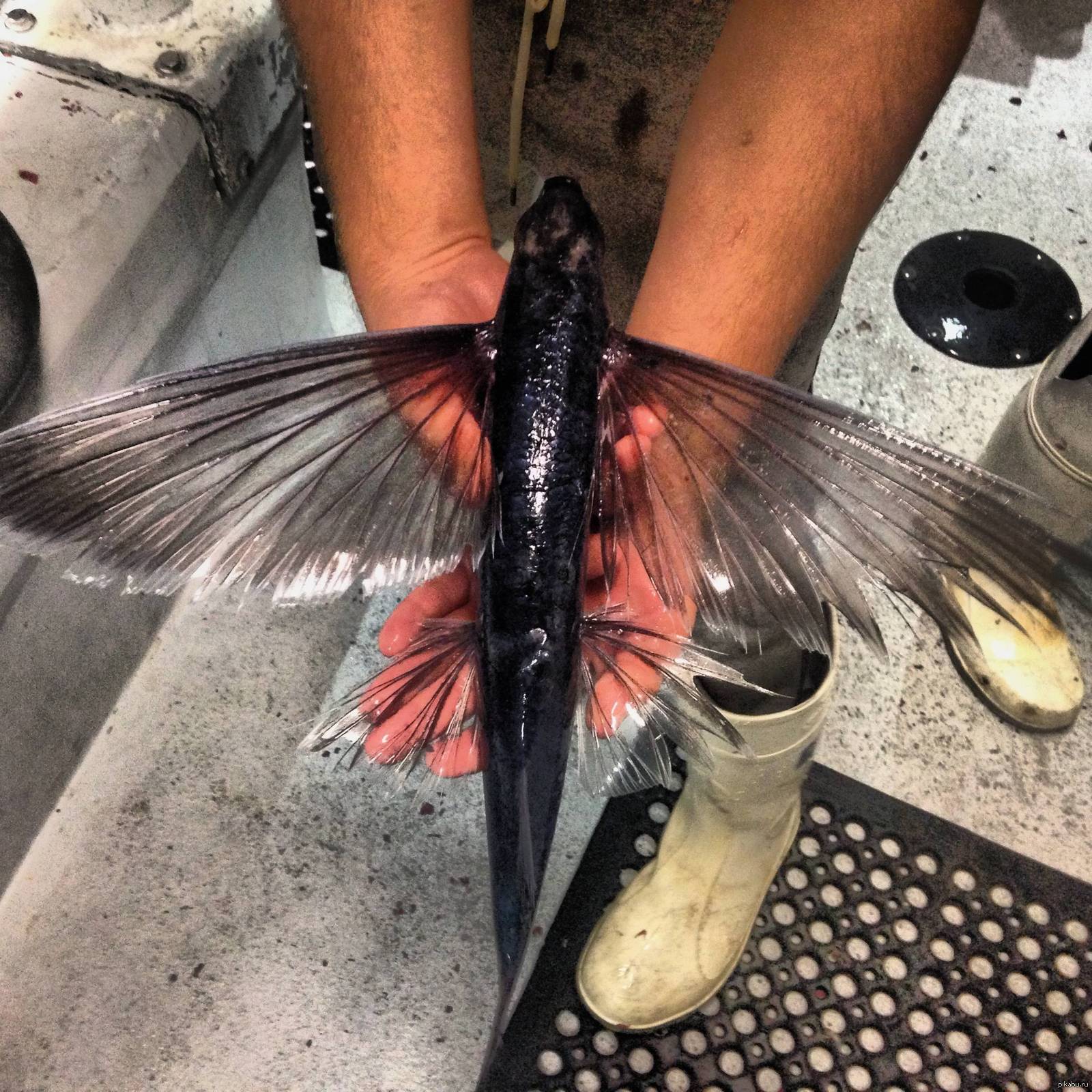 Крылья летучей рыбы. Летучая рыба. Летающая рыба. Рыба с крыльями. Летающая рыба с крыльями.