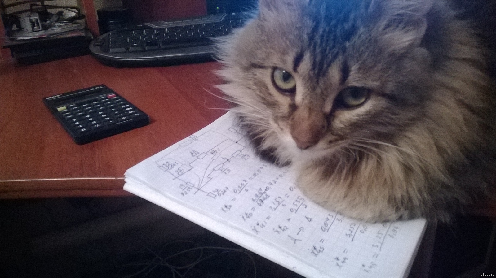 Кошка бухгалтер. Кот с калькулятором. Котики и математика. Кот математик. Математика с кошками.