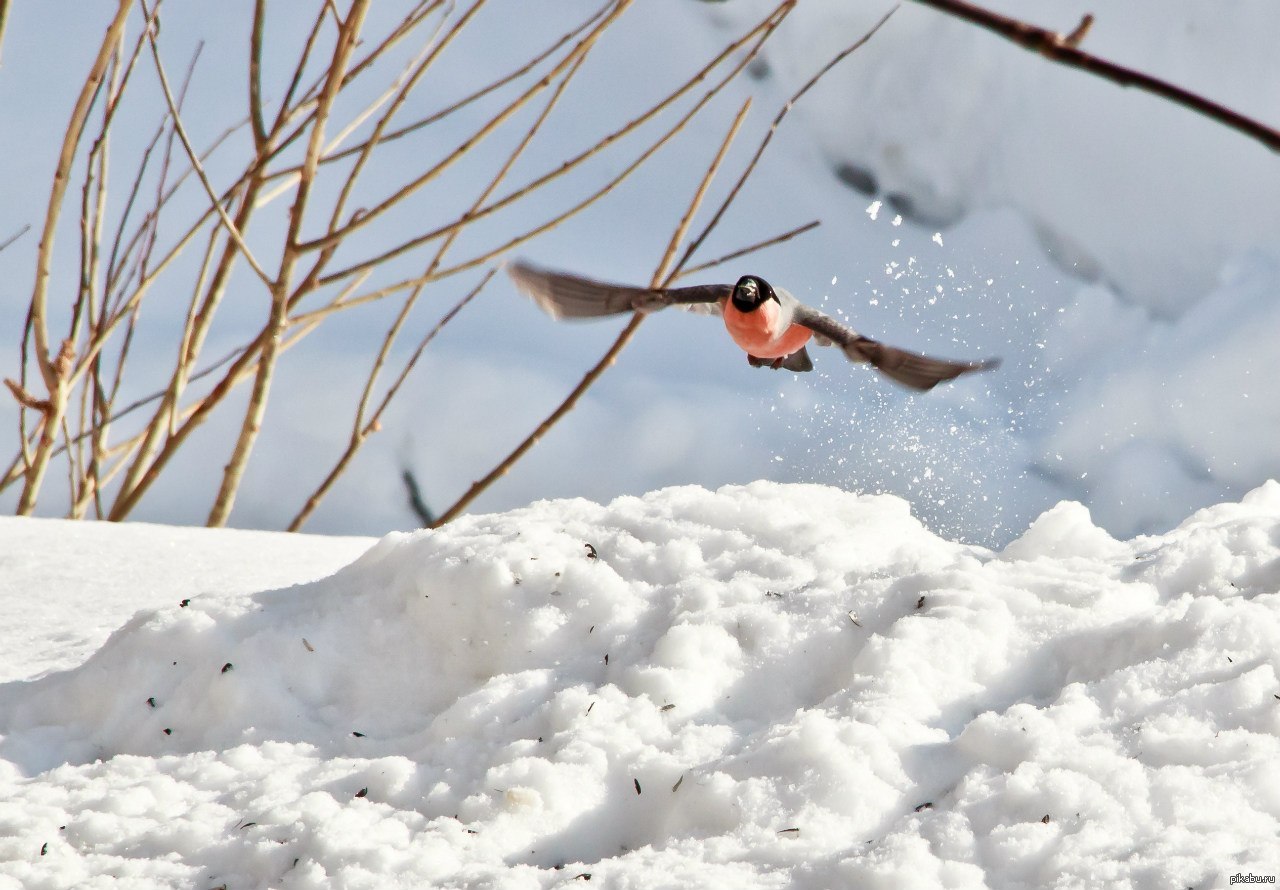 Птицы летающие зимой. Снегирь в полете. Птицы летают зимой. Зимние птицы в полете. Полет снегиря.