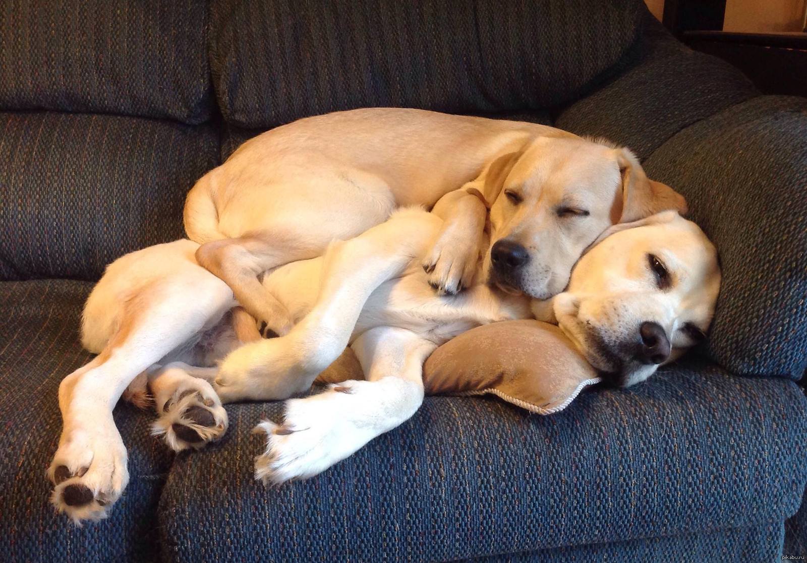 Собаки вместе спят. Спящие животные. Собачки обнимаются.