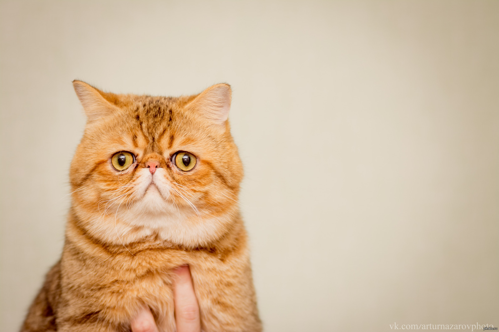 Экзот - котенок на всю жизнь. | Пикабу