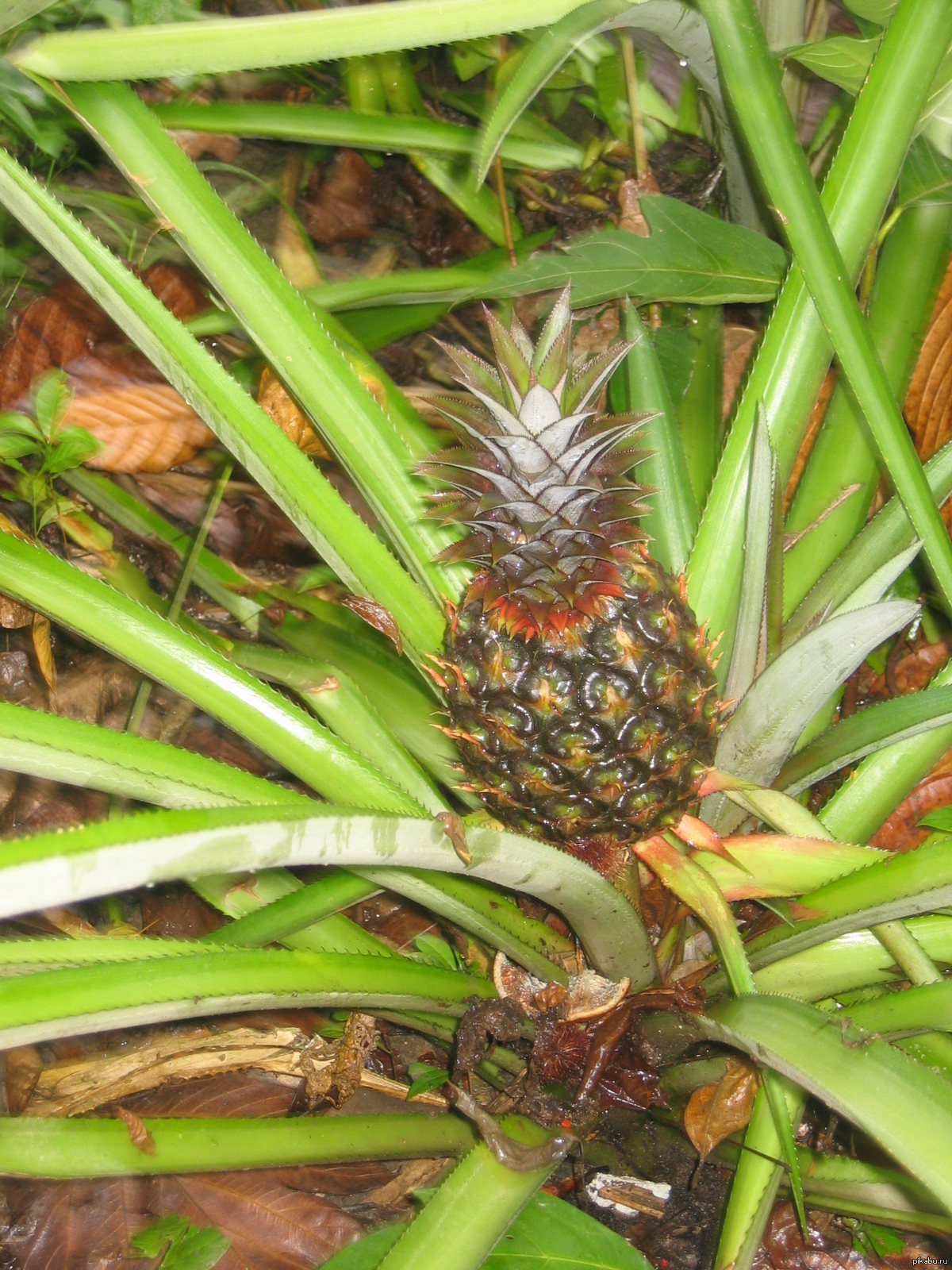 как вырастить ананас в теплице