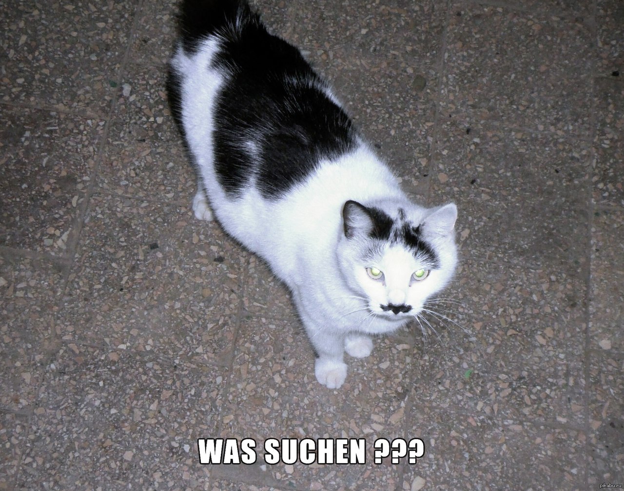 Кот адольф