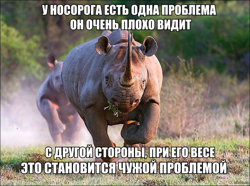 бешеный носорог. разъяренный носорог. носорог бежит. двурогий носорог. разъяренный носорог.