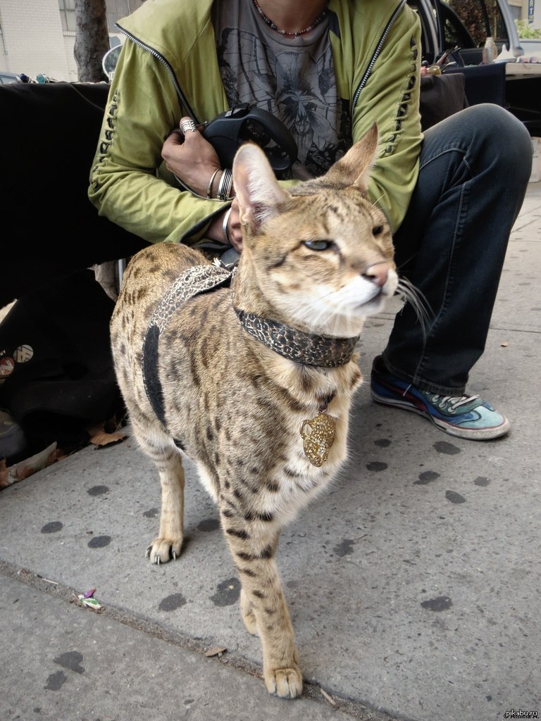 Кот Ашер Фото