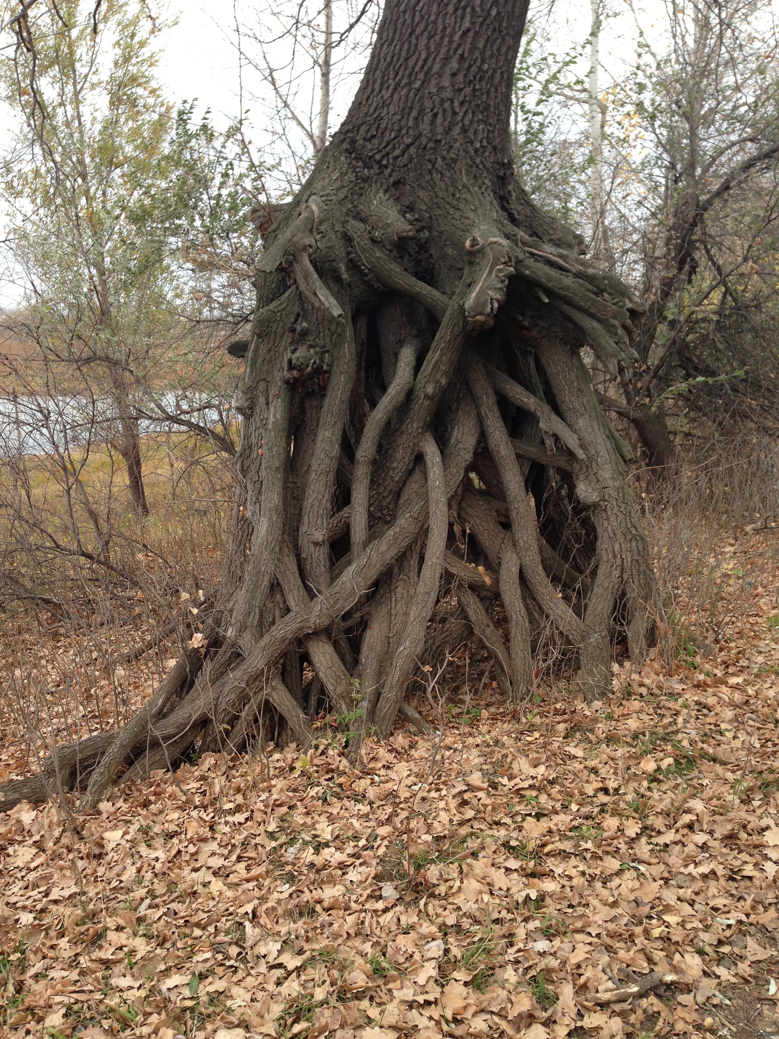 Интересные корни деревьев