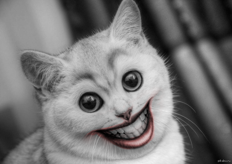 Joker cat - My, cat, Joker