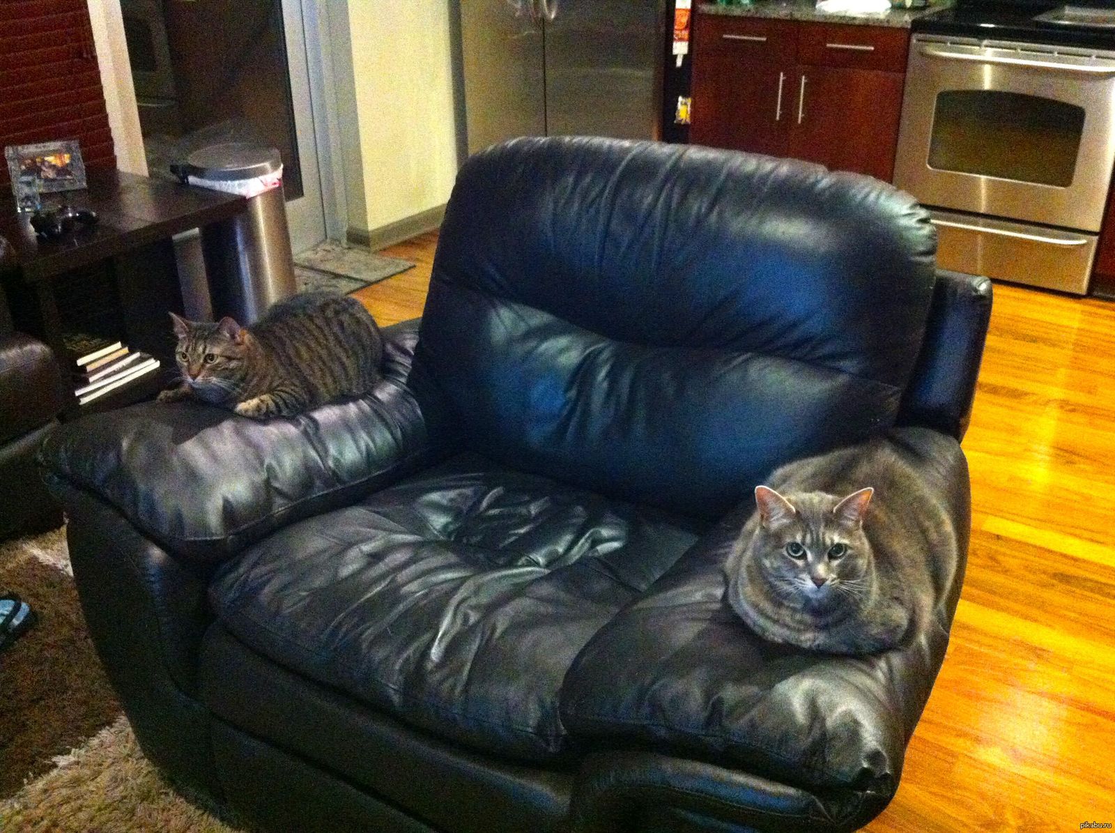 Будь сильным и независимым. Кресло кот. Смешное кресло. Котик в кресле. Прикольные диваны.