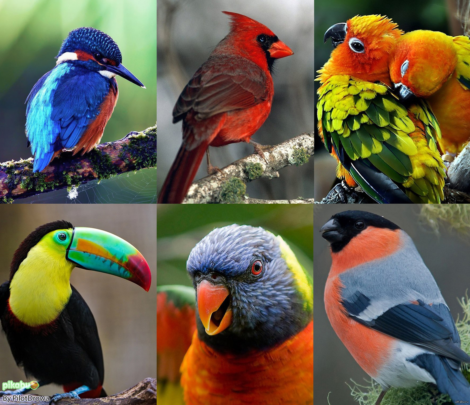 Разнообразный мир птиц