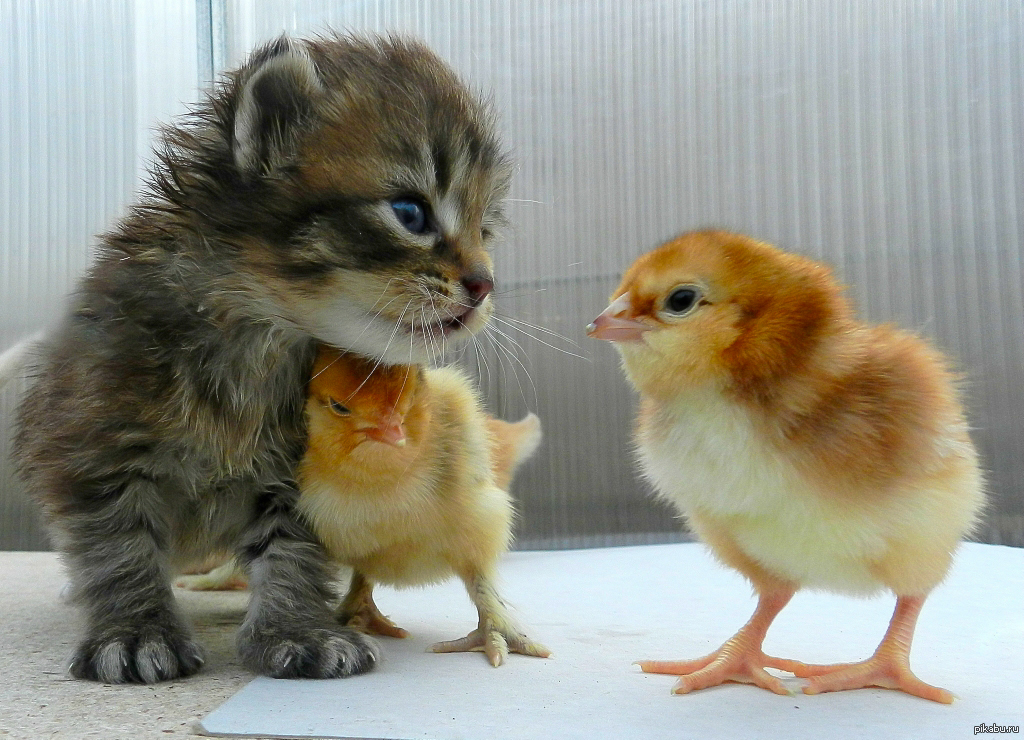 Цыпленок цыпочка. Котенок и цыпленок. Котенок и утенок. Милые цыплята и котята. Милые маленькие животные.