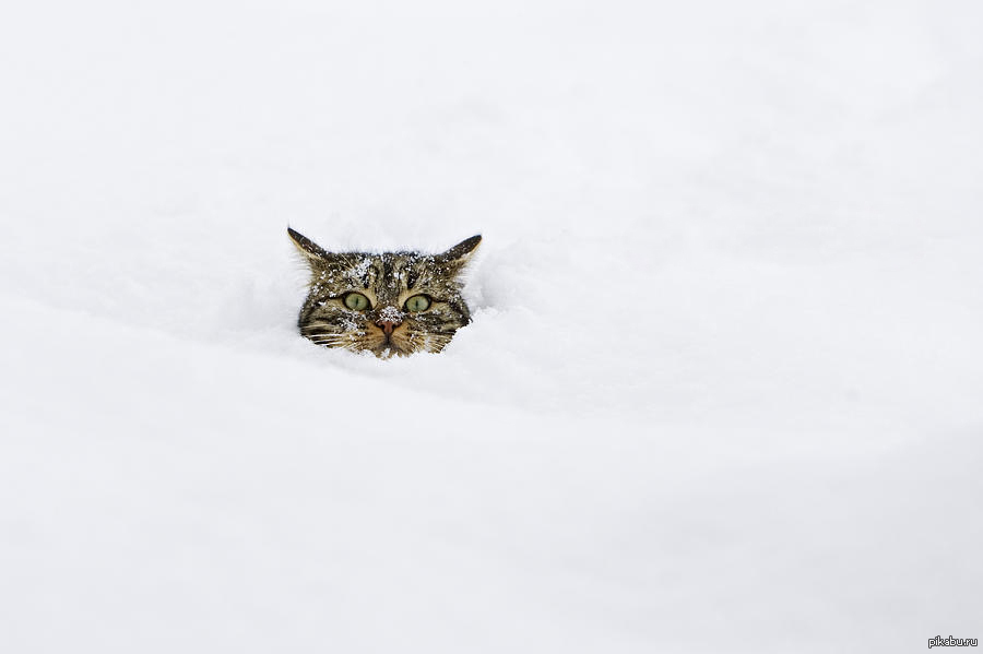 Спи пока снег. Кот в сугробе. Мешает метр снега.