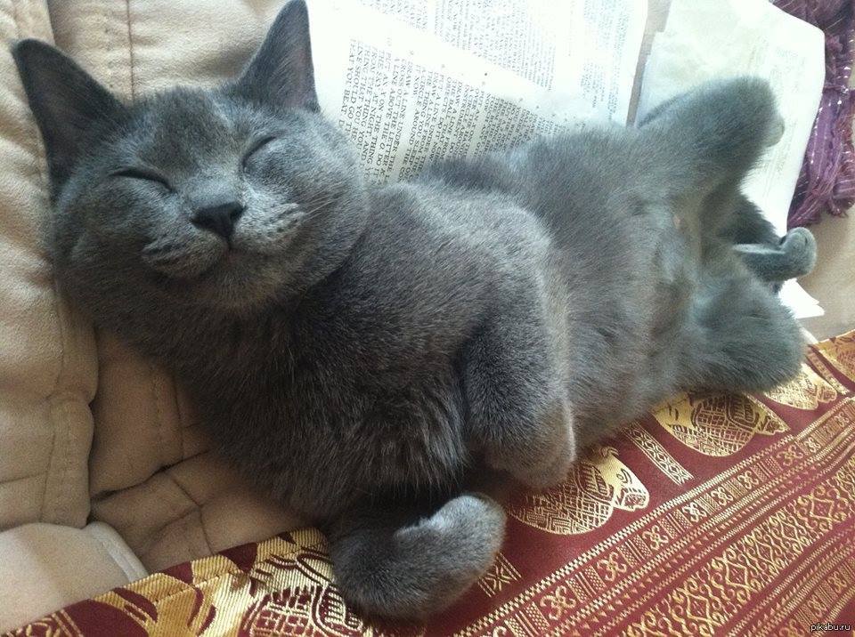 Довольная кошка