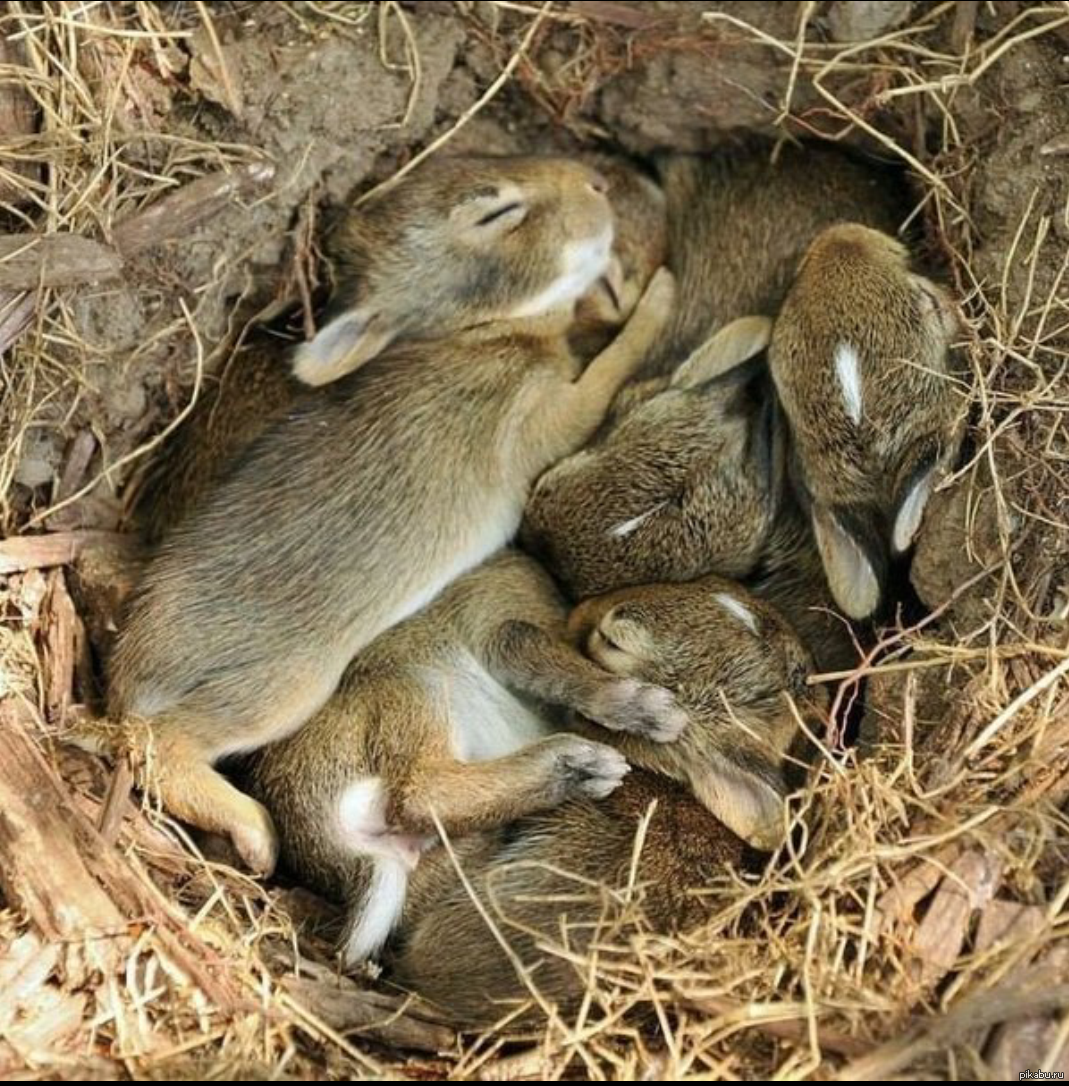 Заяц Русак с зайчатами. Зайчата в лесу.