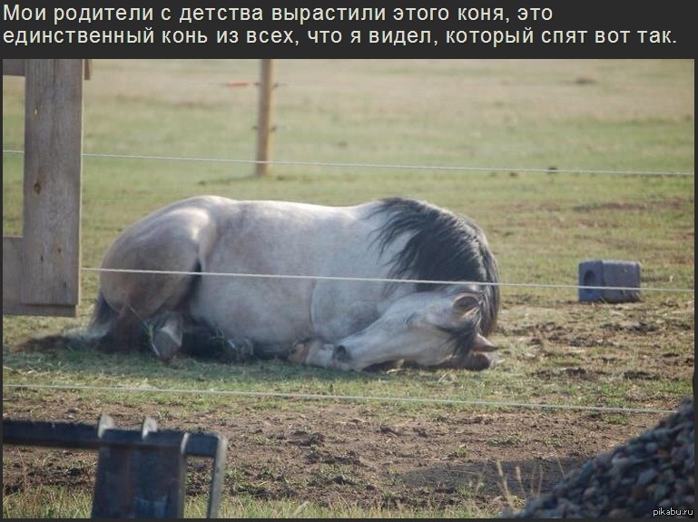 Старый конь борозды не испортит. Лошадь пошла поперек. Конь в борозде. Конь в борозде. Пословица старый конь борозды.