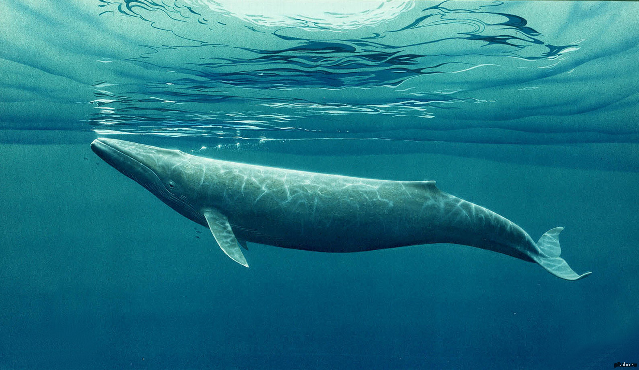 Кит живет в воде. Синий кит блювал. Гренландский кит. Гренландский кит (блювал). Киты китообразные.