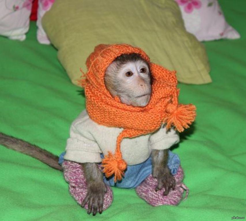 Авито обезьяна живая. Домашняя обезьянка. Домашние обезьянки в одежде. Обезьяна домашняя в одежде. Одежда для обезьян домашних.