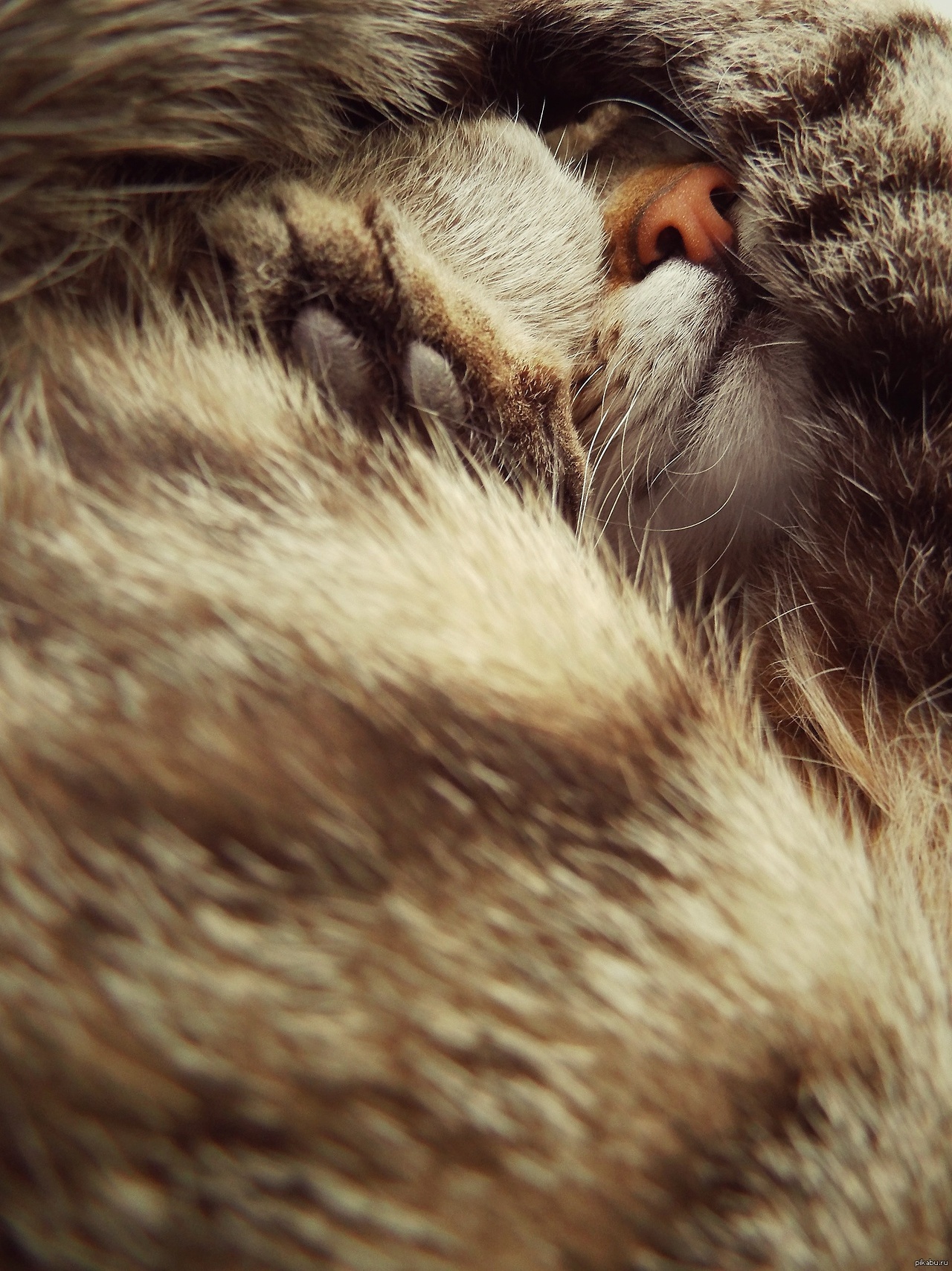 Бабушкин котейка | Пикабу