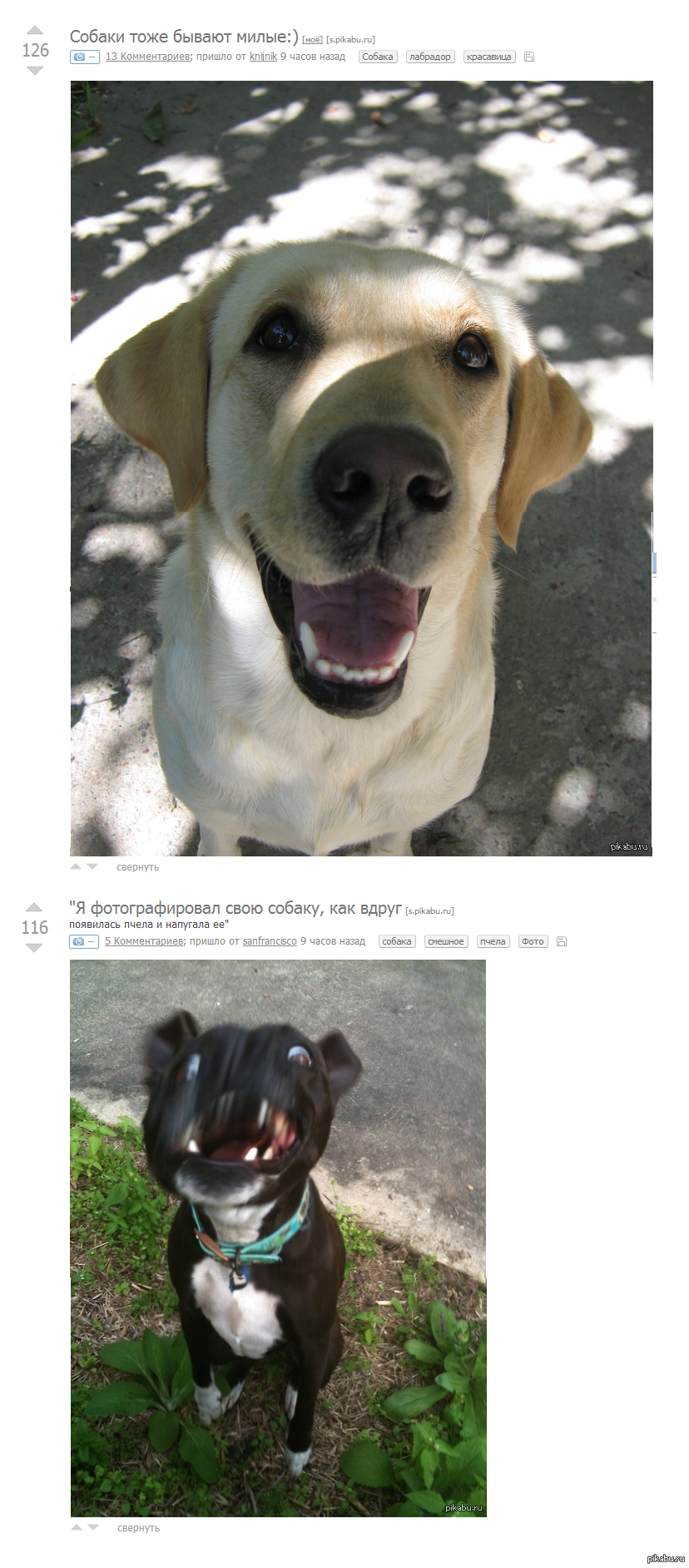 Ладно склеенный пост. | Пикабу