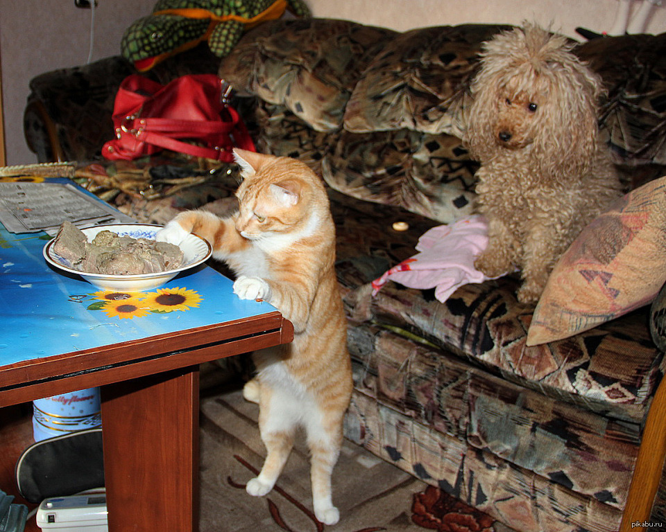 Украсть со стола. Рыжий кот ворует. Котенок воришка. Рыжий кот ворует со стола. Рыжий кот ворует еду.
