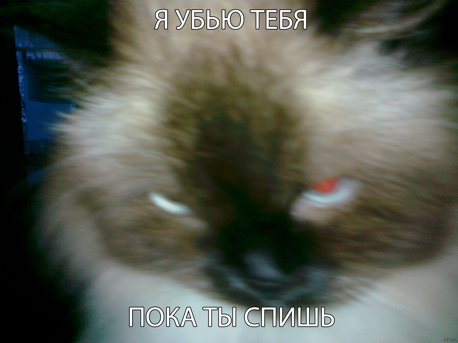 Моя кошка. | Пикабу