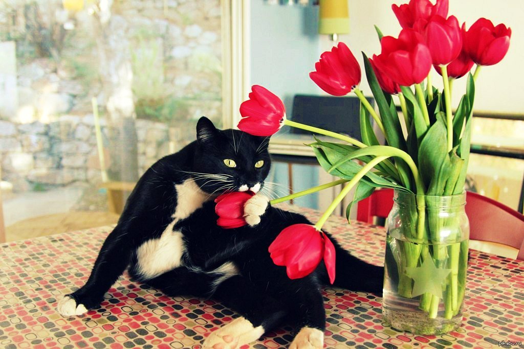 Тюльпаны для кошек ядовиты или нет. Котики и цветы. Котик с цветами. Кот с тюльпанами. Кошечка с тюльпанами.