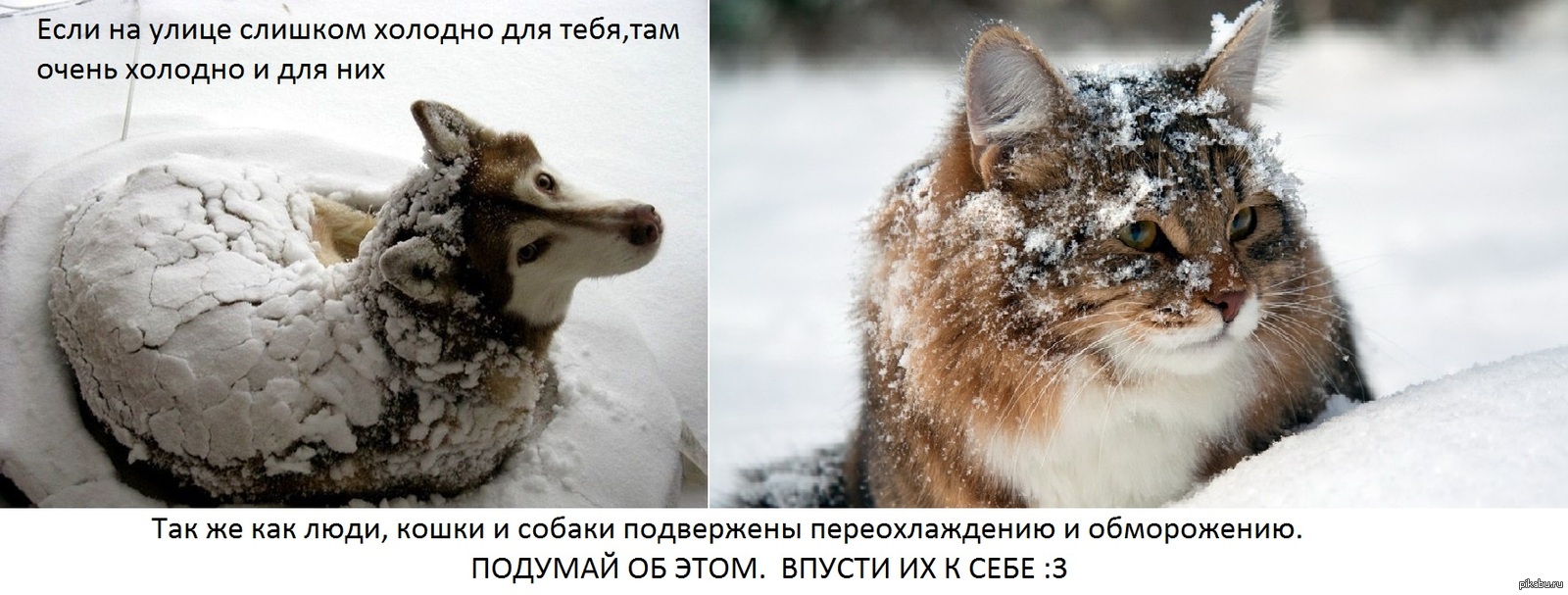 Очень сильно холодно. Бездомные животные зима. Замерзающие бездомные животные. Помогайте бездомным животным в Морозы. Бездомные животные мерзнут.