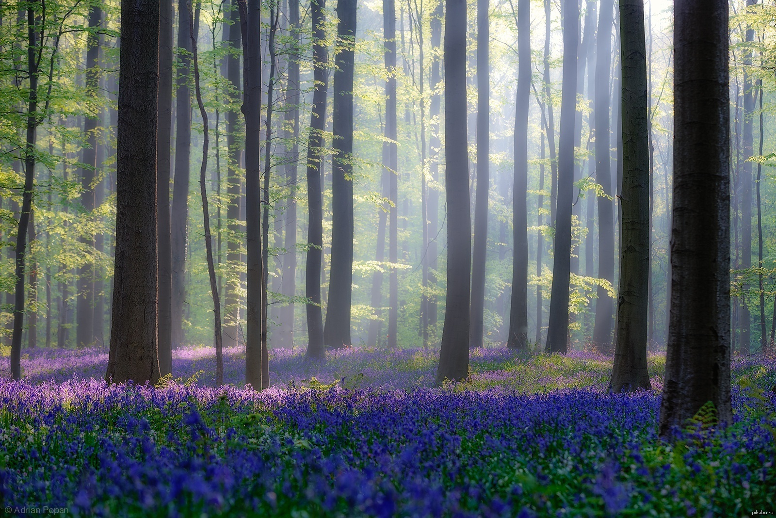 Халлербос - сказочный бельгийский лес