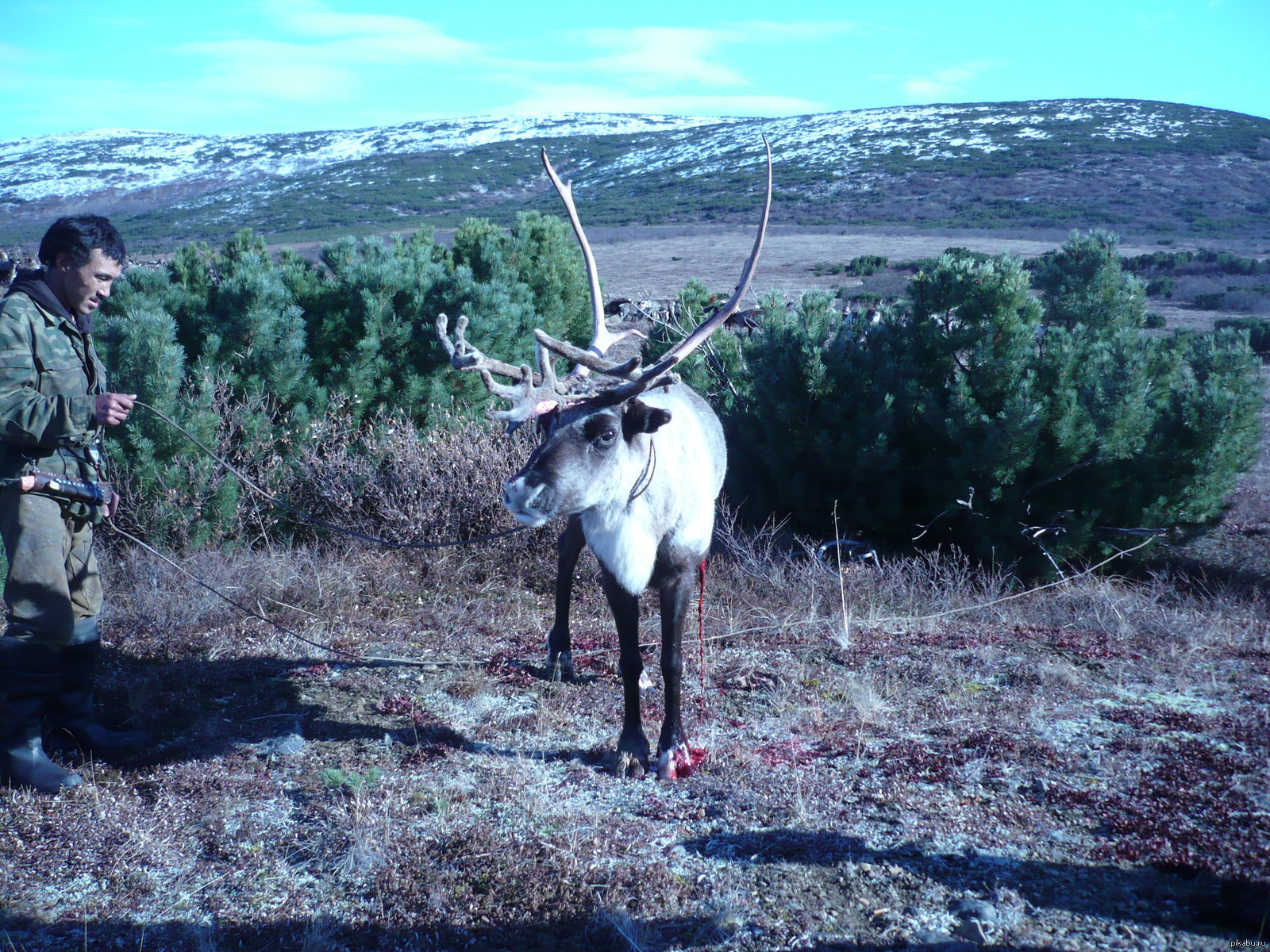 (Across the country). The first deer at the slaughter. Penzhina. - NSFW, My, Ritual, North, Deer, Blood, Deer