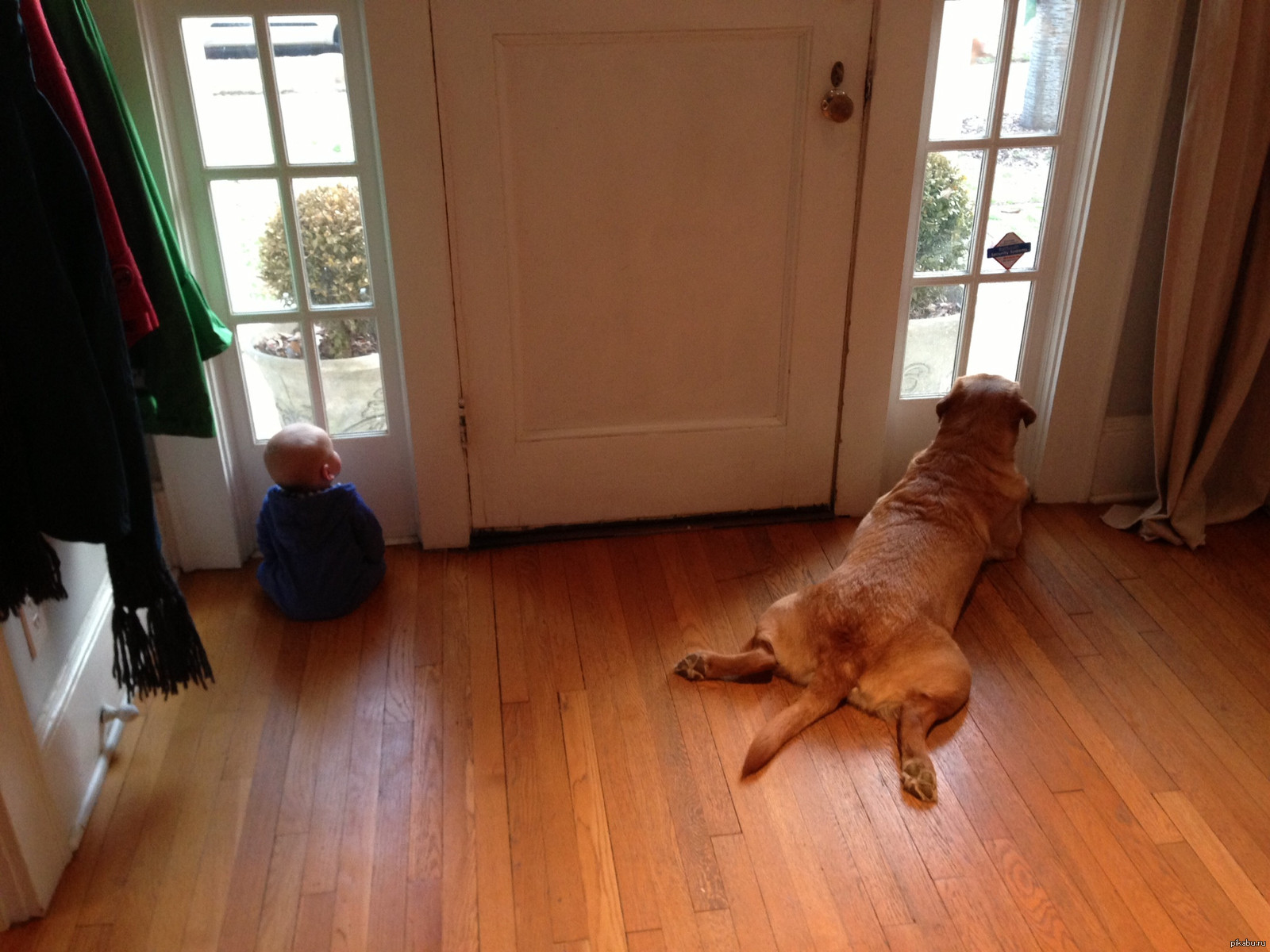 Мама уехала домой. Собака ждет. Собака ждет у двери. Собаки для дома. Собака ждет хозяина.