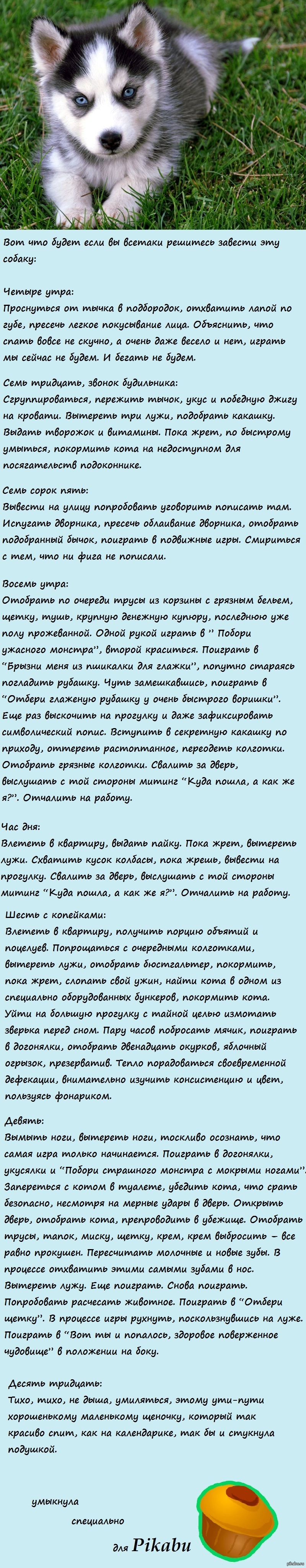 Почему держать хаски дома не так уж и весело?) | Пикабу