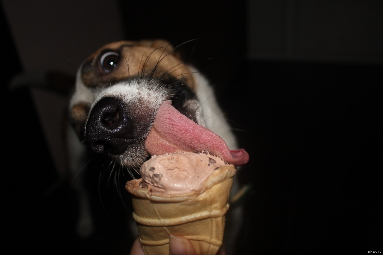 Собака с мороженым