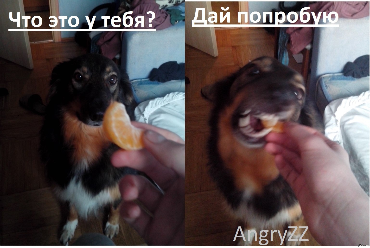 Можно собакам давать мандарины