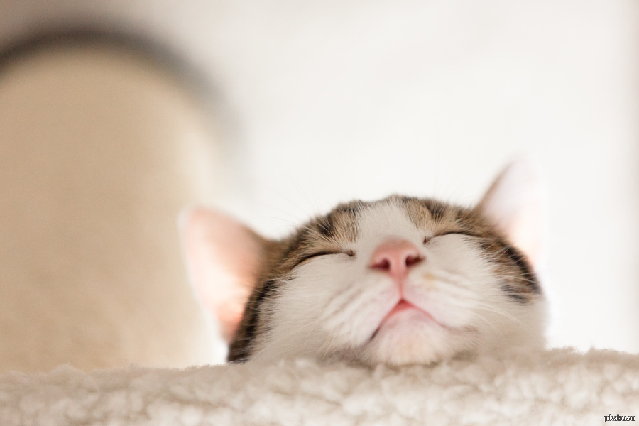 Мечтающая кошка. Нежные котики. Кошка мечтает. Ласковый котик. Кошачьи мечты.