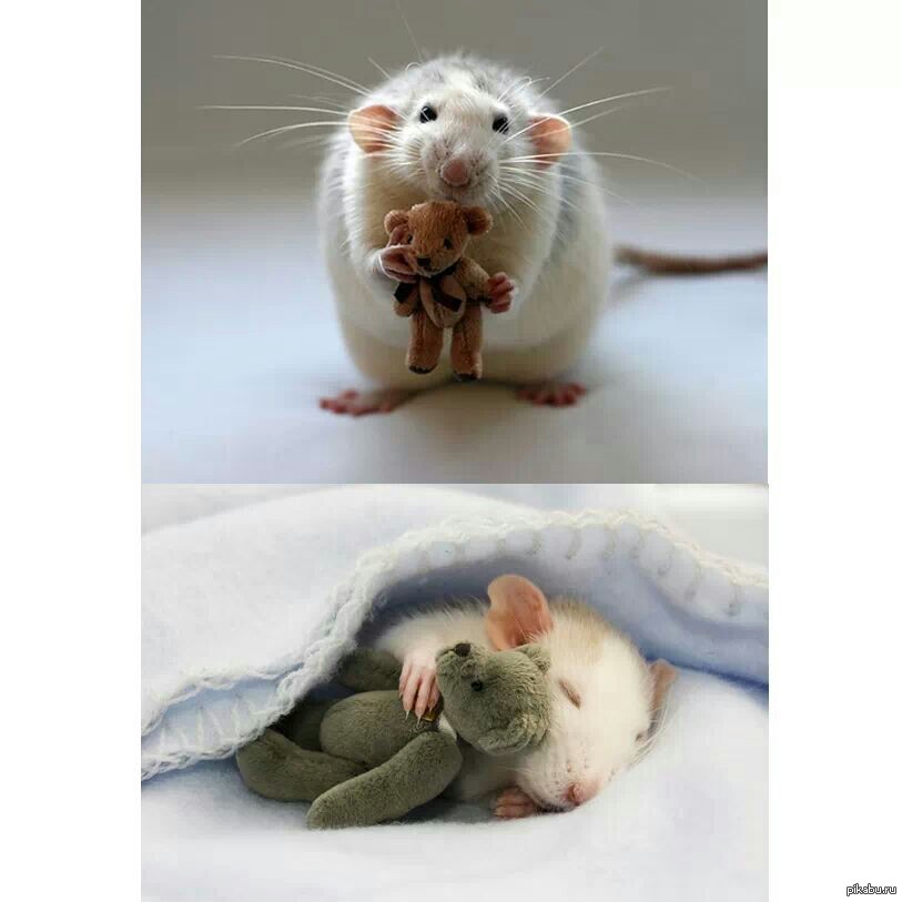 Спокойной мыши. Эллен Ван Дилен крысы. Мышка. Милые мышки. Милые крысы.