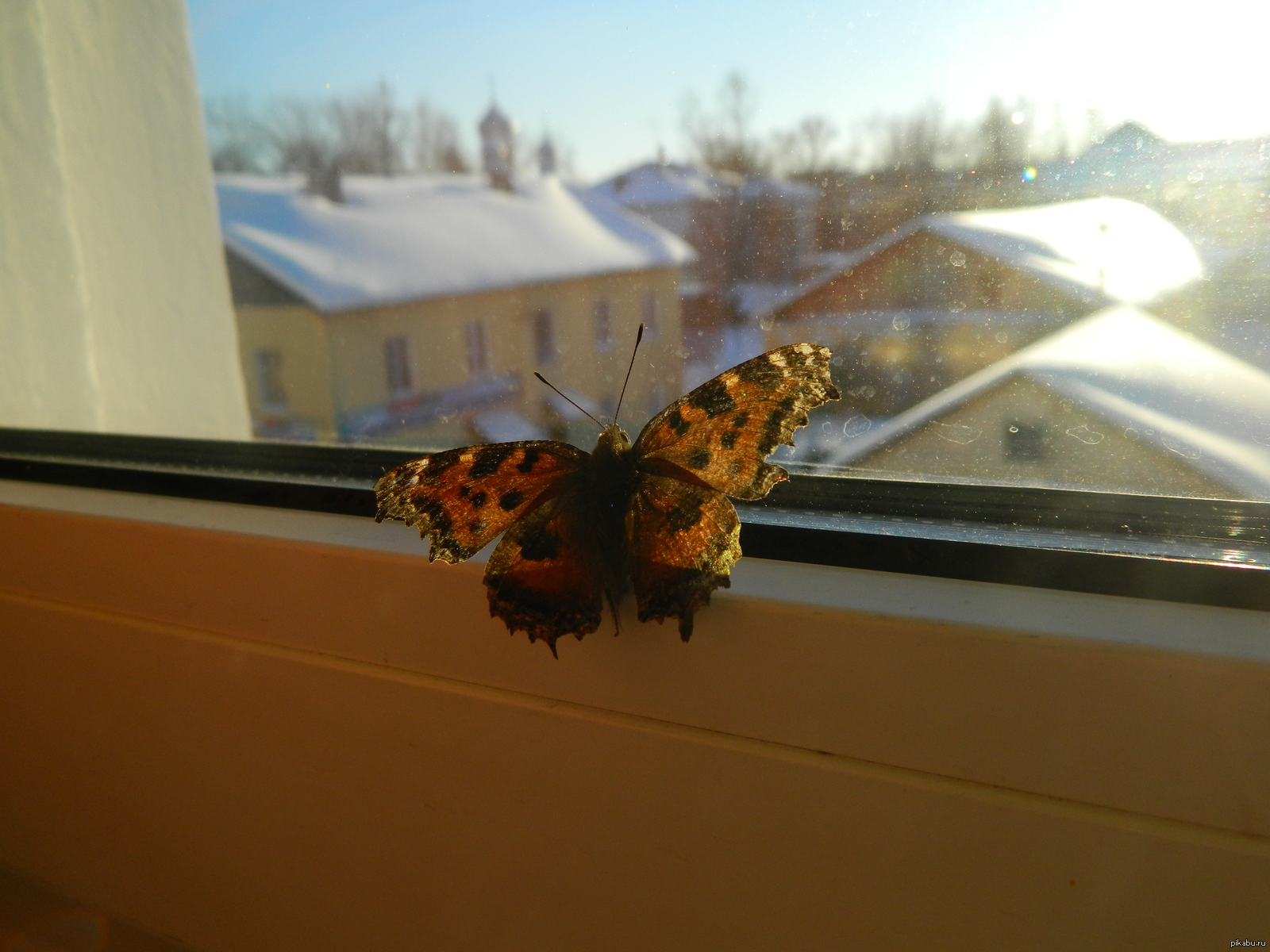 Бабочки влетают в дом