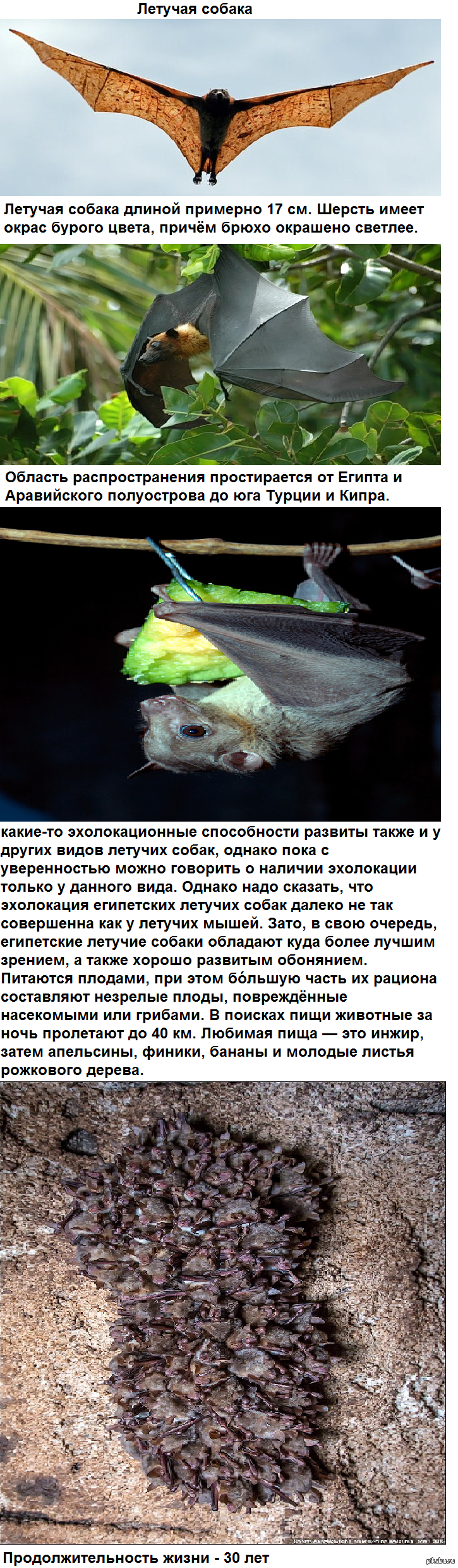 Летучая собака | Пикабу