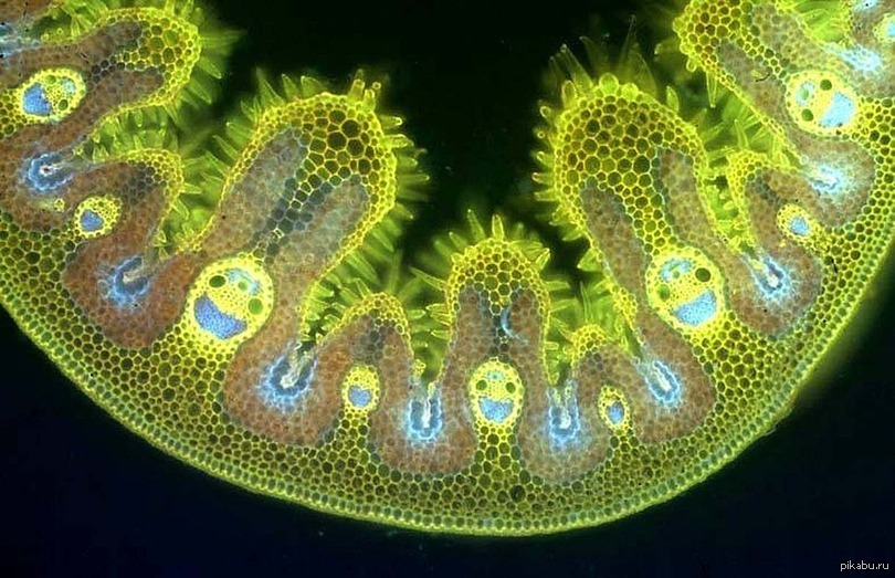 Фото марихуаны под микроскопом марихуана орегон