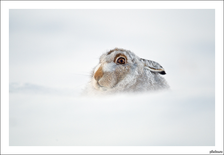 Snow Bunnies Pics