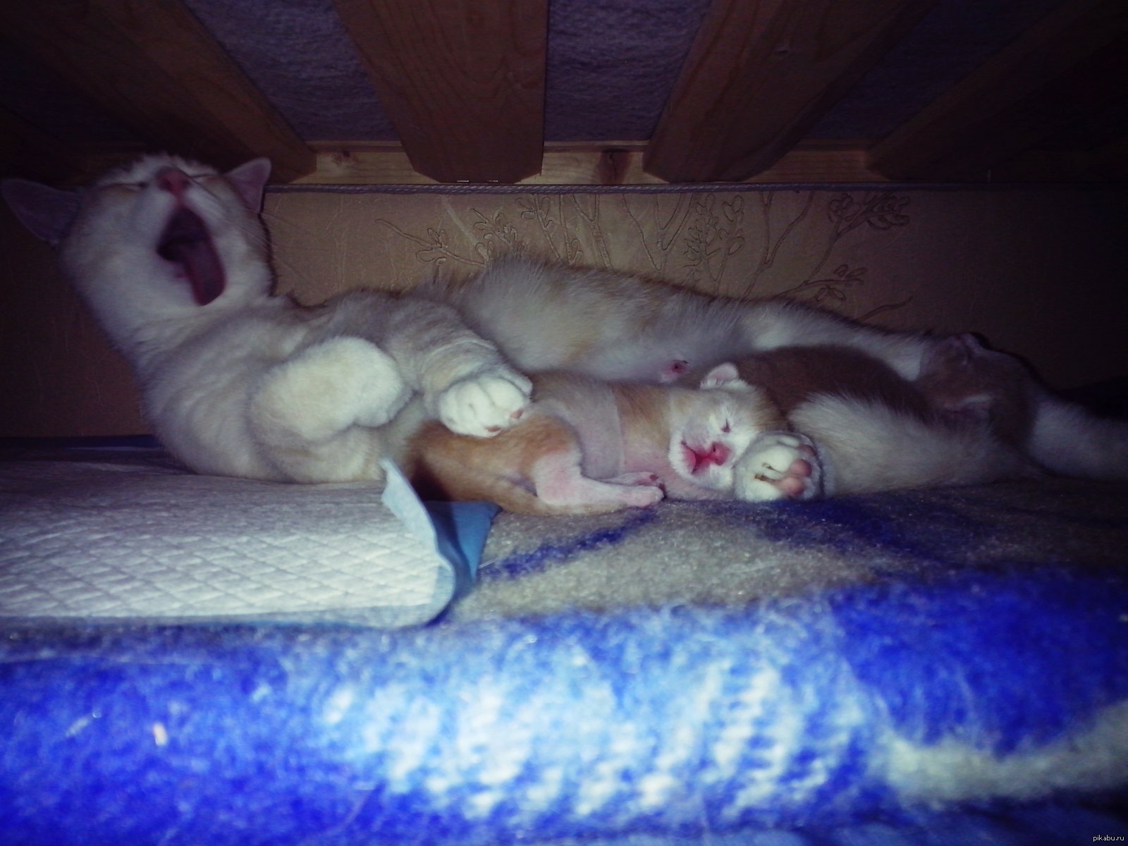 кошка родила под кроватью